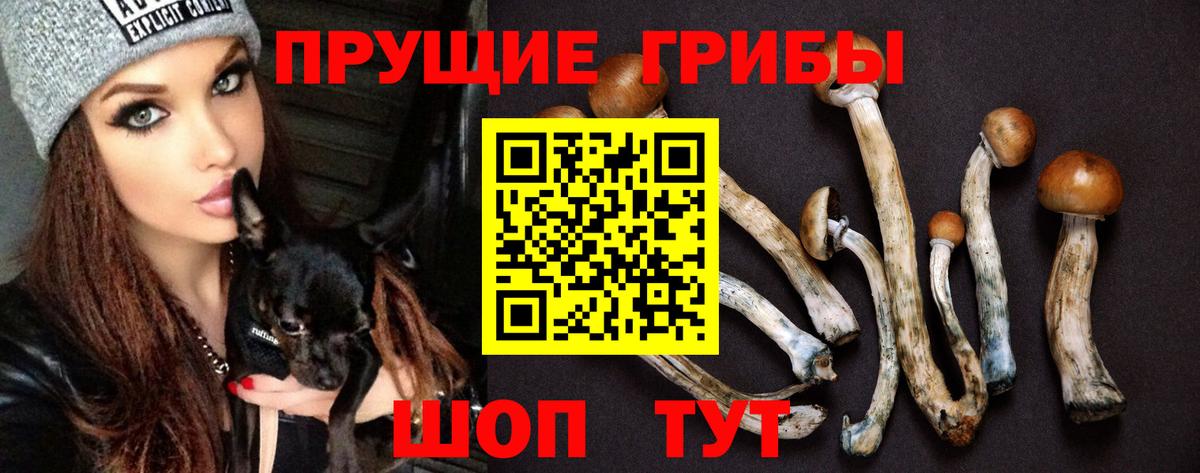 Галлюциногенные грибы MAGIC MUSHROOMS  Вход с VPN  купить наркотик  Татарск 